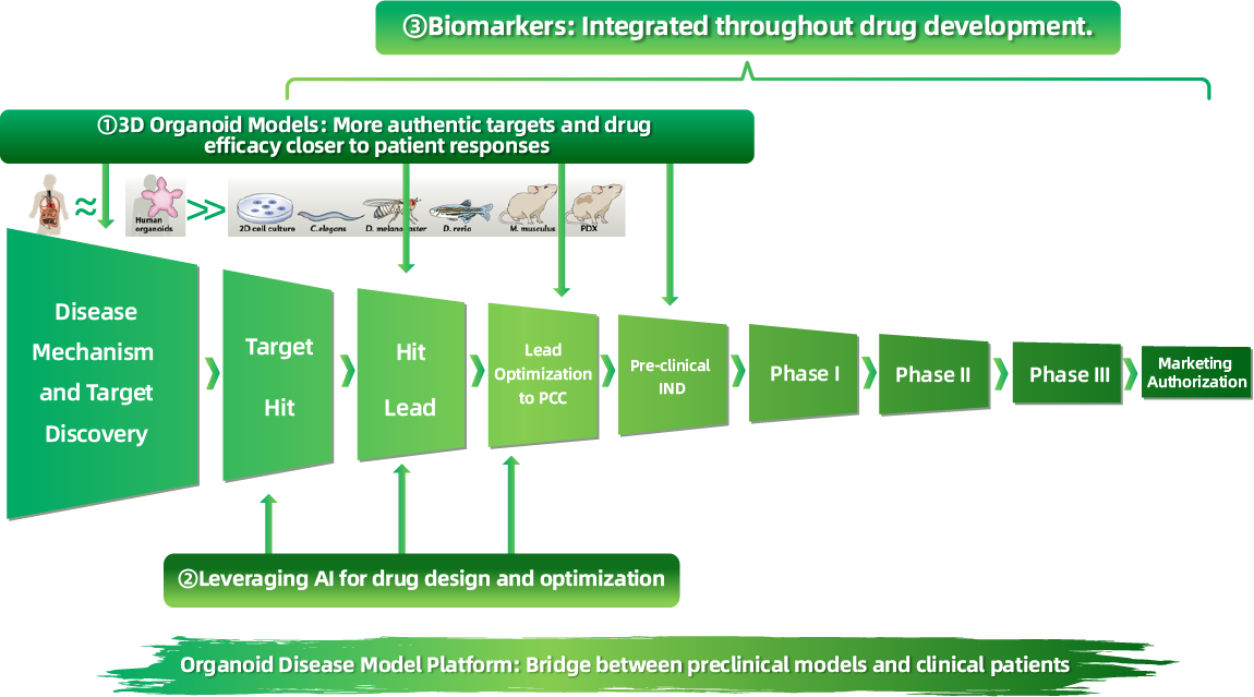 Organoid Disease Model Platform